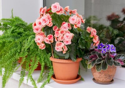 Top 17 Indoor Flowering Plants That Bloom Year-Round for Your Home